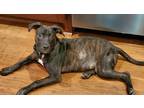 Adopt Lottie a Brindle Boxer / Mixed Breed (Medium) / Mixed (short coat) dog in