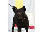 Adopt Banzai a Black Chow Chow / Mixed dog in Spencerport, NY (39232906)
