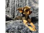 Yorkshire Terrier Puppy for sale in West Unity, OH, USA