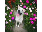 Adopt Chico a Tan/Yellow/Fawn - with White Husky / German Shepherd Dog / Mixed