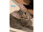 Adopt Roxy a Gray, Blue or Silver Tabby Domestic Shorthair (short coat) cat in
