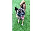 Adopt Archie a Brown/Chocolate - with Black Akita / Mixed dog in Klondike