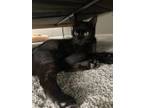 Adopt Scarlett a All Black Domestic Shorthair (short coat) cat in Upper Darby