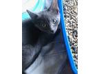 Adopt Silky a Gray or Blue Domestic Shorthair / Domestic Shorthair / Mixed cat