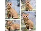 Adopt Buzz a Orange or Red (Mostly) Domestic Shorthair (short coat) cat in