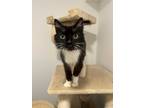 Adopt Katrina a Black & White or Tuxedo Domestic Shorthair (short coat) cat in