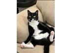 Adopt Jazz a Black & White or Tuxedo Domestic Shorthair (short coat) cat in