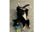 Adopt Lulu a Black & White or Tuxedo Domestic Shorthair (short coat) cat in