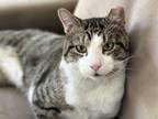 Adopt Biggie a Tan or Fawn Tabby Domestic Shorthair (short coat) cat in Jersey
