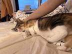 Adopt Spotty a Tortoiseshell Domestic Shorthair (short coat) cat in Jersey City
