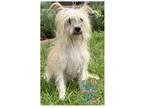 Adopt COH Taffy a Tan/Yellow/Fawn Terrier (Unknown Type, Small) / Mixed dog in