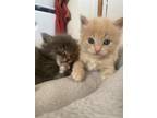 Adopt Peach and Pie a Tan or Fawn Domestic Shorthair / Mixed (short coat) cat in