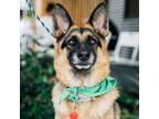 Adopt Vixen a Tan/Yellow/Fawn - with Black German Shepherd Dog / Mixed dog in