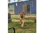 Adopt Hyde a Tan/Yellow/Fawn Corgi / Mixed Breed (Small) / Mixed dog in Wahiawa