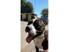 Adopt Archie a Black American Pit Bull Terrier / Mixed dog in Selma