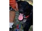 Adopt Socks a Black - with Gray or Silver Labrador Retriever / Blue Heeler /