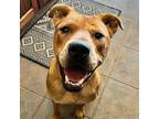 Adopt Fitz a Red/Golden/Orange/Chestnut - with White Pit Bull Terrier / Mixed