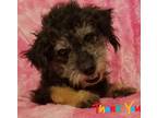 Adopt Boo a Gray/Blue/Silver/Salt & Pepper Poodle (Standard) / Mixed dog in