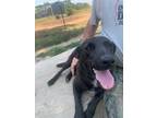 Adopt Peppermint a Black - with White Labrador Retriever / German Shepherd Dog /