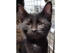 Adopt Braxton a All Black Domestic Shorthair / Domestic Shorthair / Mixed cat in