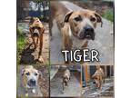 Adopt Tiger a Brown/Chocolate American Pit Bull Terrier / Mixed Breed (Medium) /