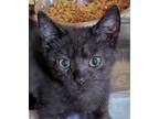 Adopt Damon a All Black Domestic Shorthair / Domestic Shorthair / Mixed cat in