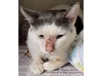 Adopt Sweety a White Domestic Shorthair / Domestic Shorthair / Mixed cat in