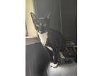 Adopt Meatball a Black & White or Tuxedo Domestic Shorthair (medium coat) cat in