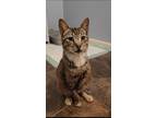 Adopt Puff a Brown Tabby Tabby (medium coat) cat in Lucedale, MS (39221131)