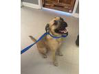 Adopt Max a Tan/Yellow/Fawn Shepherd (Unknown Type) dog in Whiteville