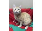 Adopt Godric a Orange or Red Domestic Shorthair / Domestic Shorthair / Mixed cat