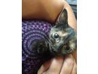 Adopt Navi a Tortoiseshell Domestic Shorthair (short coat) cat in Fair Oaks