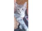 Adopt Mystic a Gray, Blue or Silver Tabby Domestic Shorthair (short coat) cat in