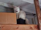 Adopt loc tang a White Domestic Mediumhair / Mixed (medium coat) cat in San