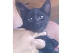 Adopt Bon Bon a All Black Domestic Shorthair (short coat) cat in Fair Oaks