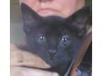 Adopt Ember a All Black Domestic Shorthair (short coat) cat in Fair Oaks