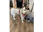 Adopt Charming a Gray/Blue/Silver/Salt & Pepper Husky / Mixed dog in Fort Worth