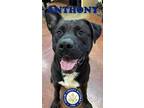 Adopt Anthony a Black Labrador Retriever / Mixed Breed (Medium) / Mixed (short