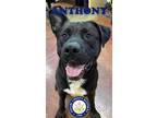 Adopt Anthony a Black Labrador Retriever / Mixed dog in shelbyville