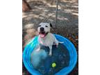 Adopt Heaven a White American Pit Bull Terrier / Mixed Breed (Medium) / Mixed