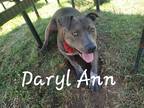 Adopt Daryl Ann a Brindle Mixed Breed (Medium) / Mixed dog in Centerville