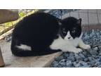 Adopt Sylvia a Black & White or Tuxedo Domestic Shorthair (short coat) cat in