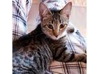 Adopt Bindi a Domestic Shorthair cat in Fairfax Station, VA (39215352)