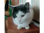 Adopt Elle a White Domestic Shorthair cat in Breinigsville, PA (39215223)