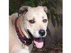 Adopt Denver a Tan/Yellow/Fawn Labrador Retriever / Mixed dog in Lakeway