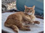 Adopt Eve a Orange or Red Tabby Domestic Shorthair (short coat) cat in Chuckey