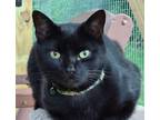 Adopt Ashton a All Black Domestic Shorthair (short coat) cat in Chuckey