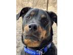 Adopt Dolce a Brown/Chocolate - with Black Rottweiler / Mixed dog in Gilbert