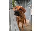 Adopt Imani a Red/Golden/Orange/Chestnut - with Black Rhodesian Ridgeback /