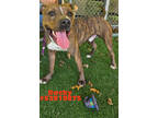 Adopt Rocky a Brindle American Pit Bull Terrier / Mixed dog in Wilkes Barre